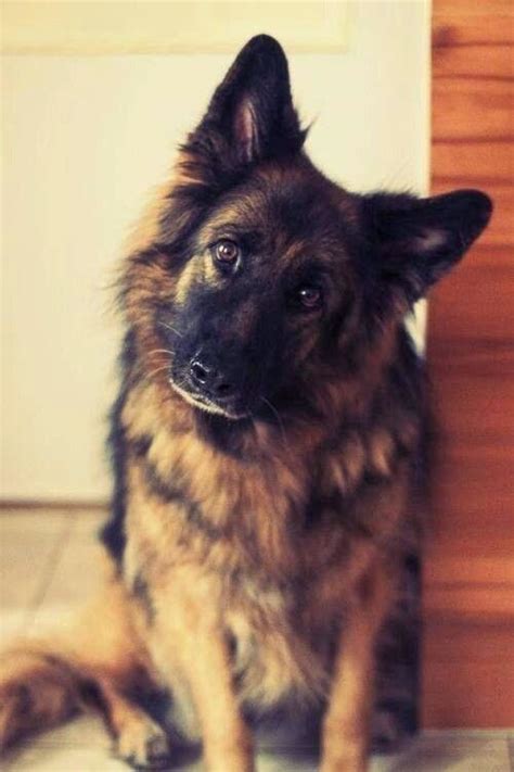 5 Most Fluffy Dog Breeds Dogs German Shepherd Dogs Long Haired
