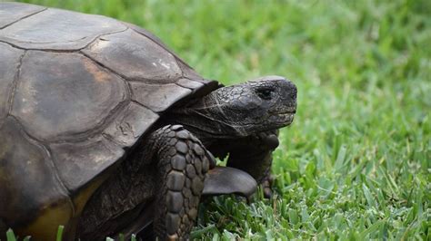 Gopher Tortoise Admitted To Florida Wildlife Hospital Is The Largest On