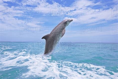 Common Bottlenose Dolphin Jumping Out Of Water Caribbean