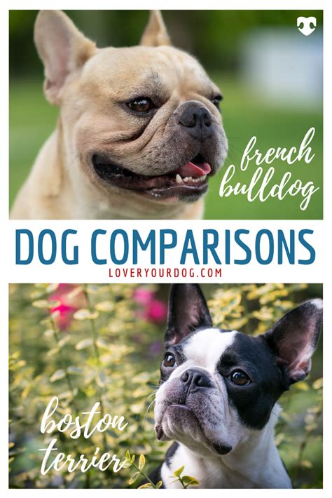 We are located in the tampa area and south florida. French Bulldog Full Grown Size Comparison
