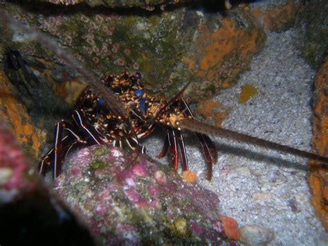 Discover The Surprising Role Of The Iconic Spiny Lobster In The