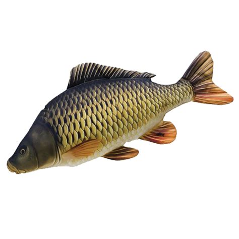 Common Carp Png Picture Png Mart