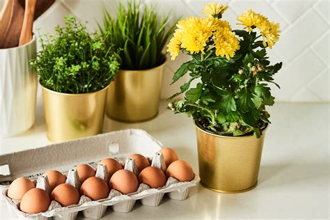 You Should Save Your Hard Boiled Egg Water—for Your Plants Apartment