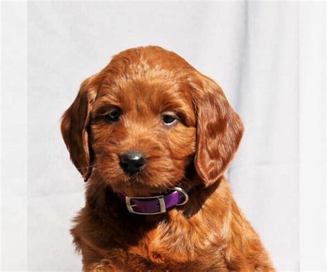 View Ad Irish Setter Poodle Miniature Mix Puppy For Sale Near