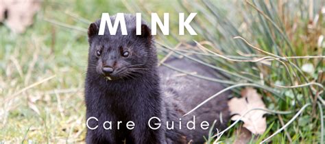 Pet Mink Care Guide Exotic Pet Wonderland