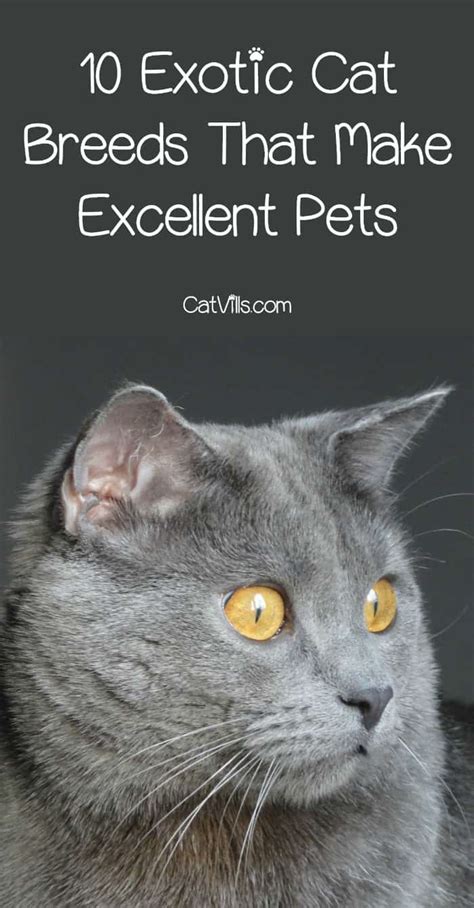 10 Exotic Cat Breeds That Make Excellent Pets Catvills