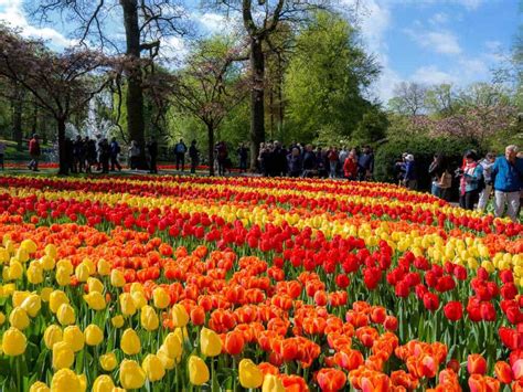 How To Visit Keukenhof Gardens Guide For The Tulip Season In Holland
