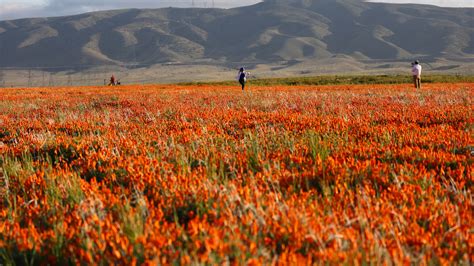 California Experiences Wildflower ‘super Bloom Following Relentless