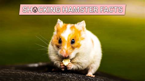13 shocking facts about hamster 1 might blow your mind youtube