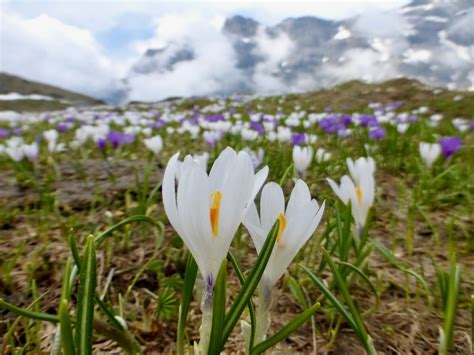Alpine Habitats The Alps A Natural Companion Natures Work