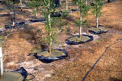 The principal points of concern are (1) the importance of the reproductive stage in tree growth and fruit production; Root Systems - Nursery production - Landscape plants ...