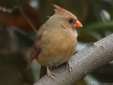 Northern Cardinal Love Your Planet