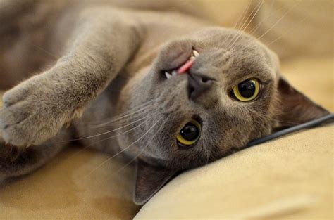 20 Fun Facts You Didnt Know About Burmese Cats