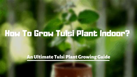 How To Grow Tulsi Plant Indoor An Ultimate Tulsi Plant Growing Guide