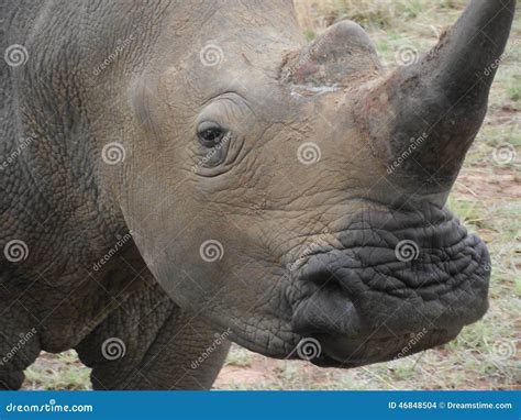 Close Up Of A White Rhino S Face Stock Photo Image Of Skin Park