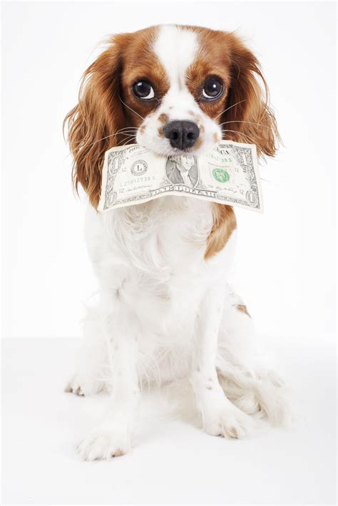 Dog costs. Animal pet costs. Dog holding money dollar bill on isolated