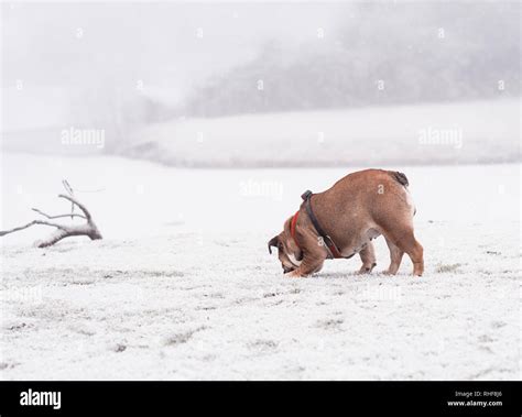 Funny Dog Of Red And Black English Bulldog Playing On The Snow And