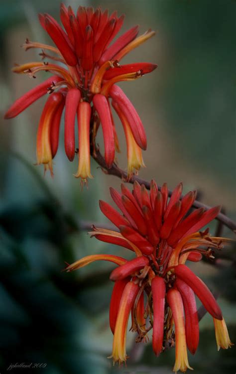 African Fire Lily By Joseph G Holland