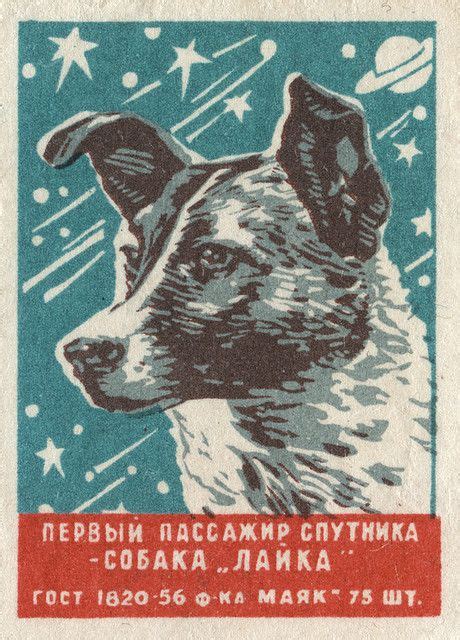 Heartbreaking Photographs Of Laika The Soviet Space Dog
