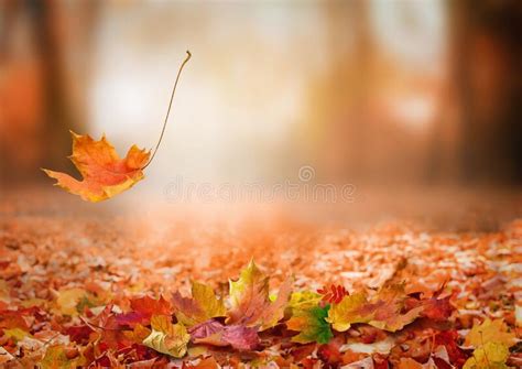 240 Bright Falling Fall Autumn Leaves Horizontal Border Stock Photos