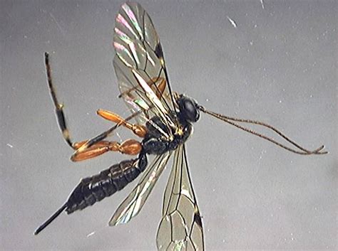 Ichneumonidae Junglekeyfr Image 50
