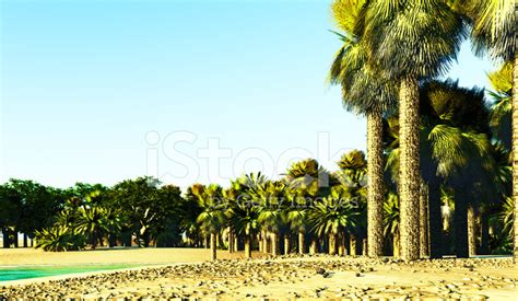Oasis africa is a professional indigenous psychological counseling and training organization that has been equipping professional and lay workers since 1990. African Oasis Stock Photos - FreeImages.com