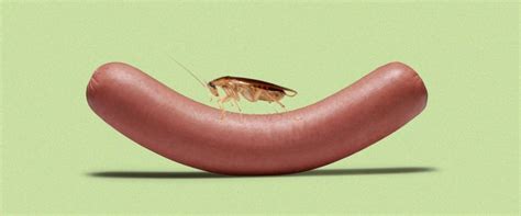 Can Cockroaches Live In Your Penis Battabox