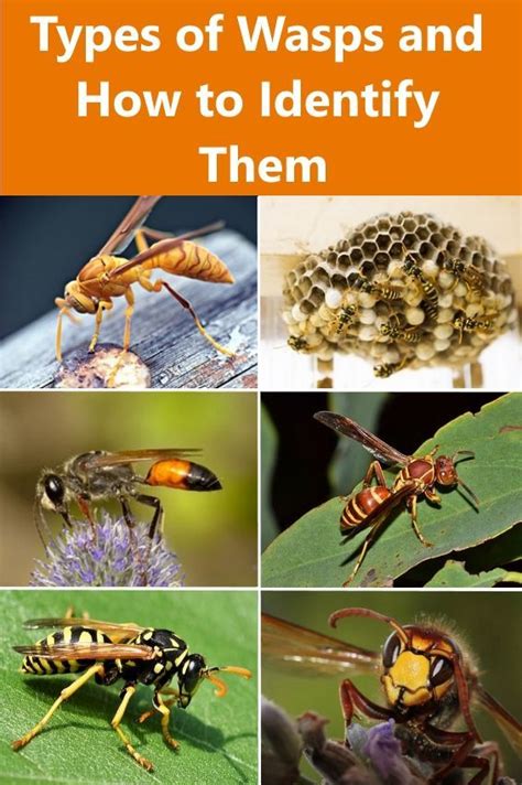 Types Of Wasps And How To Identify Them Wasp Wasp Stings Wasp Nest