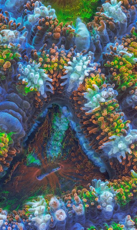 Fantastic World Of Fluorescent Corals On Behance Coral Reef Aquarium
