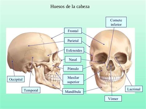 Huesos De La Cabeza Frontal Parietal Esfenoides Lacrimal Pómulo Nasal