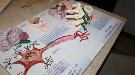 Maqueta Del Sistema Nervioso Realizada En Base De Cartón Esculpida