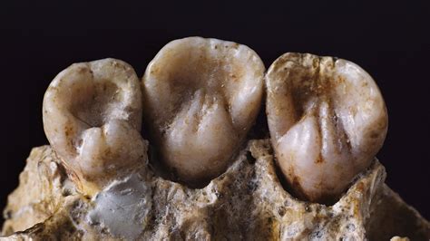 Neanderthal Teeth Reveal Intimate Details Of Daily Life