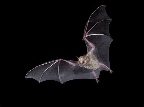 Popular Misconceptions About Bats