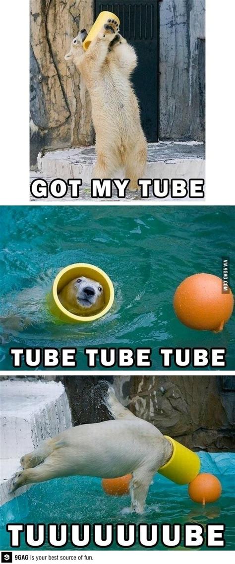 Polar Bear Tube Animal Jokes Funny Animal Memes Funny Animal Pictures Cute Funny Animals