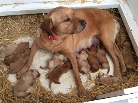 The akc and all other major kennel clubs around actually, it is important for you to identify a responsible breeder when you want to bring home a fox red lab puppy. Fox Red Labrador Puppies For Sale | York, North Yorkshire ...
