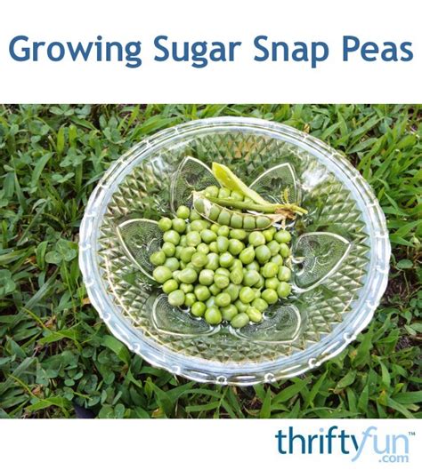 Growing Sugar Snap Peas Thriftyfun
