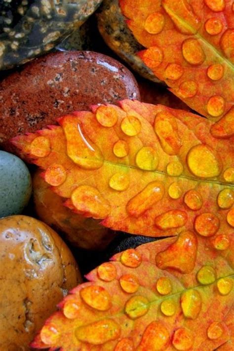 Drops Ans Pebbles Autumn Photography Macro Photography Nature