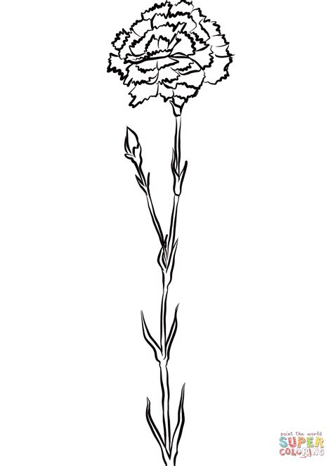Carnation Coloring Page Free Printable Coloring Pages