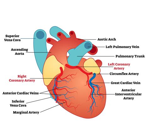 Coronary Heart Disease • Heart Research Institute