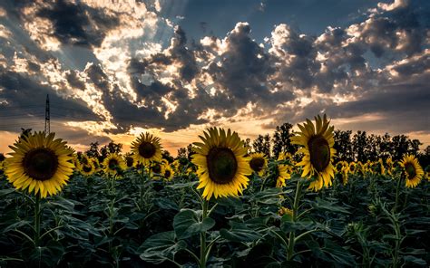 Download Wallpaper 3840x2400 Sunflower Field Flower Sunset 4k Ultra