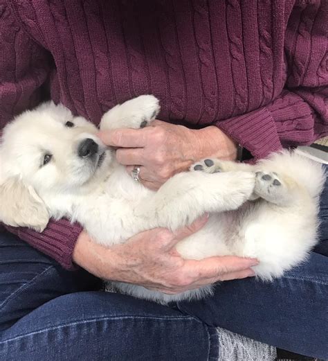 Meeting Our 6 Week Old Golden Retriever Puppy For The First Time Raww