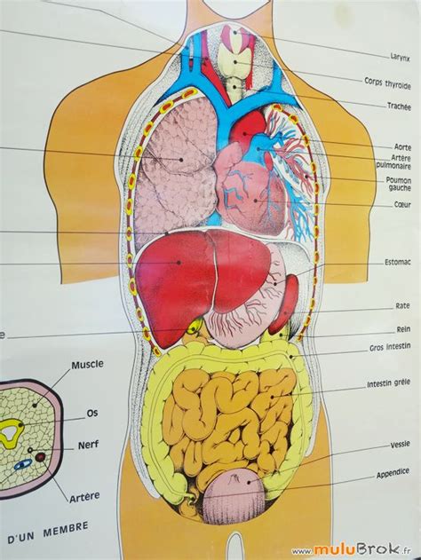 Grande Affiche Organes Du Tronc Anatomie Corps Humain Sur