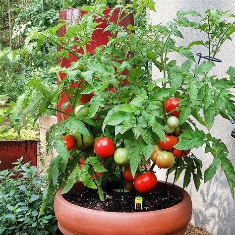 Growing Tomatoes In Pots Note 13 Tomato Growing Tips For