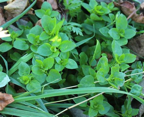 Kentucky Forager Wild Edible And Medicinal Plants Of The Bluegrass