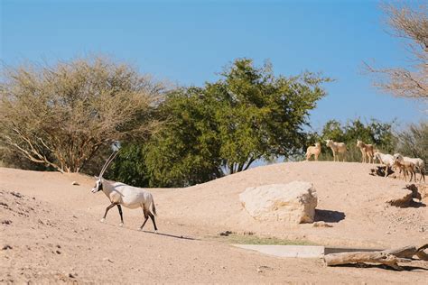 محمية دبي الصحراوية تجربة سياحية مذهلة في قلب الصحراء