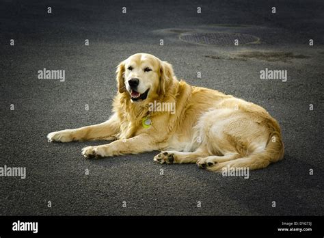 Golden Retriever Dog Lying In Yard Stock Photo Alamy