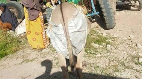 Donkeys Ordered To Wear Nappies In Kenyas Wajir Town Bbc News