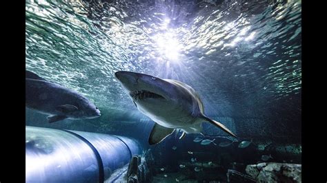 Sydney Sea Life Aquarium Darling Harbour Grey Nurse Sharks Youtube