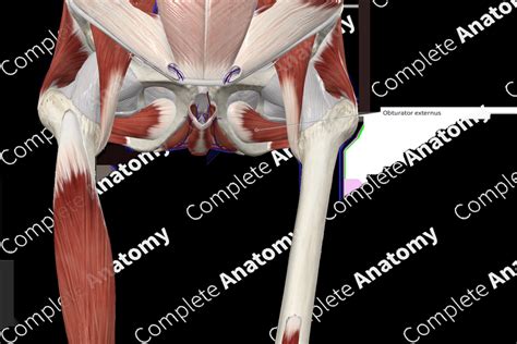 Obturator Externus Complete Anatomy