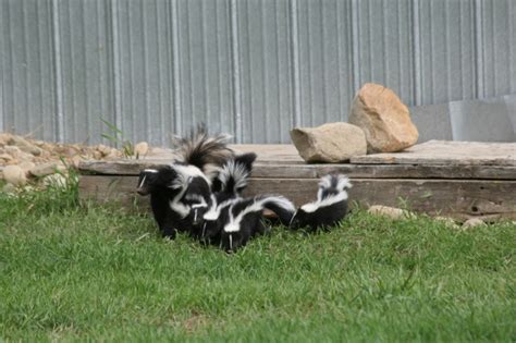 Interesting Facts About Skunks Palmetto Wild Life Extractors
